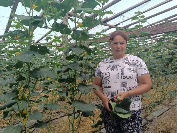 Огіркова столиця: який врожай збирають в селі Чорниж на Волині