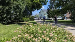 У Ковелі боротимуться із небезпечними комахами: скільки на це виділили коштів (фото)