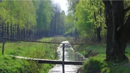 Колись їх винищили, а тепер вони знову ходять лісами: де на Волині живуть тварини-велетні вагою до тонни (фото)