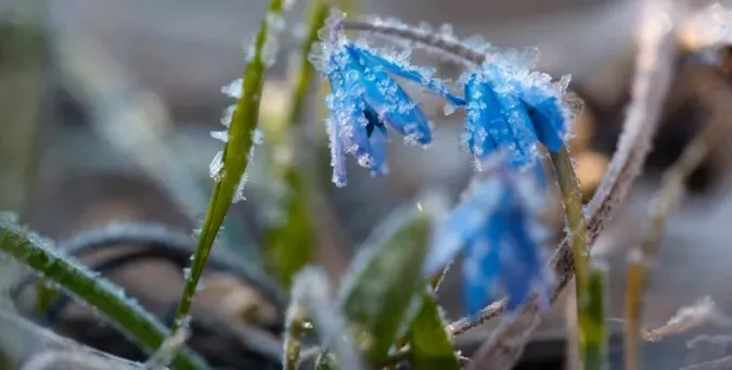 🥶Заморозки вдарять на Волині: мороз буде вночі та зранку