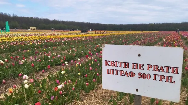 Під Луцьком стартував фестиваль тюльпанів «Волинська Голландія» (фото, відео)