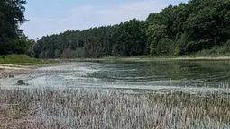 Колись тут відпочивали сотні людей: чому озеро Лісне на Волині перетворюється на болото