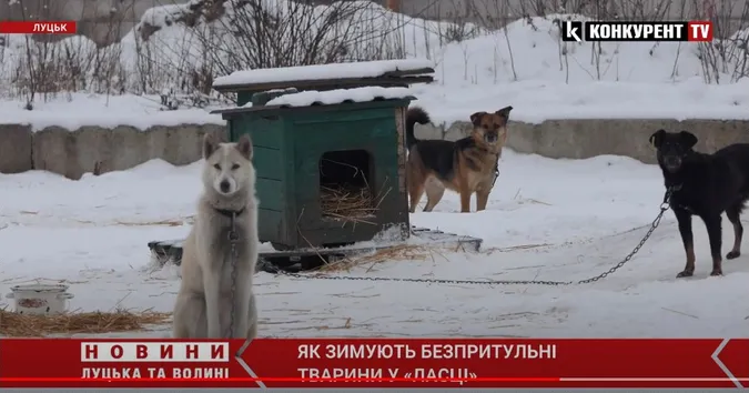 На перше – м'ясо, на друге – каша: як зимують тварини у КП «Ласка» (відео)