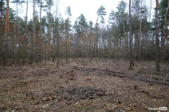 Вирубка в лісі