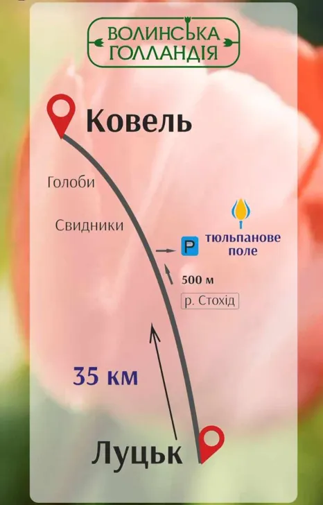 «Волинська Голландія»: повідомили, коли відкриють тюльпанове поле