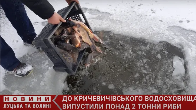 На Волині у водосховище запустили понад дві тонни коропів, амурів і товстолобів (відео)