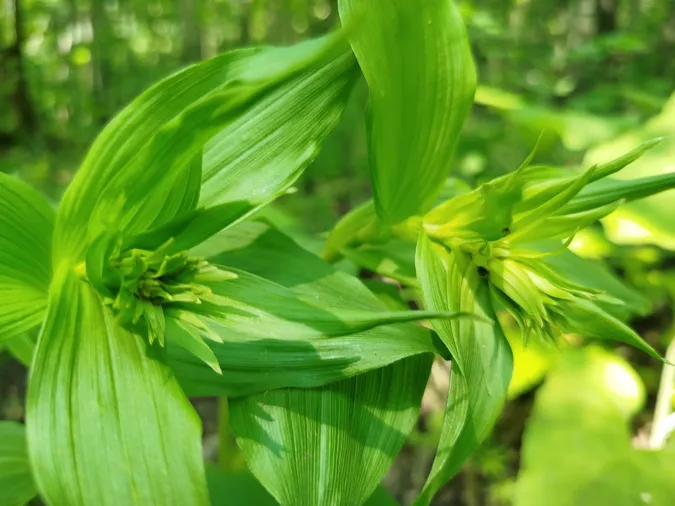 Коручка (Epipactis) — трав'яниста рослина родини орхідні (Orchidaceae)