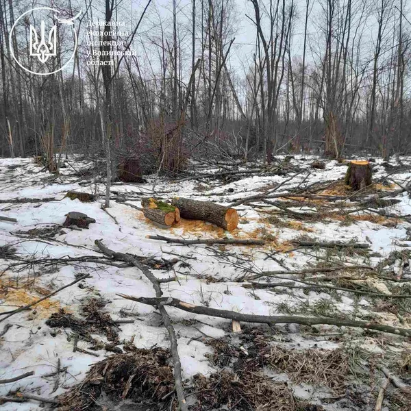 Незаконну порубку дерев виявлено на території Колківської громади
