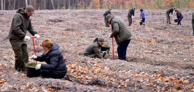 На Волині висадили тисячі дубів та сосен (фото)