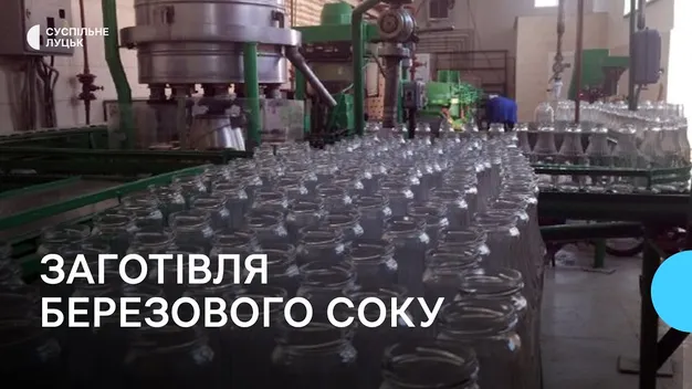 Закривають сезон: як на Волині заготовлюють березовий сік (фото, відео)