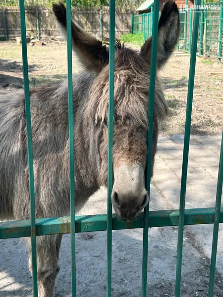Кого можна зустріти у Луцькому зоопарку у вихідні дні (фото)