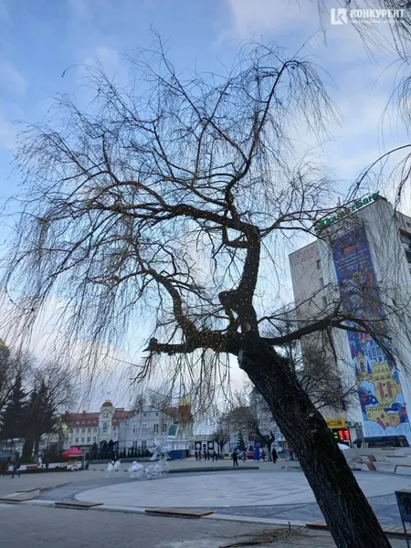 У центрі Луцька засвітили вербу, але тільки одну (фото)