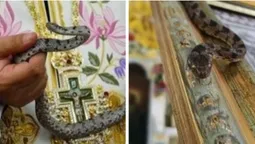 Змії щороку приходять до храму: у Греції на Успіння відбувається загадкове явище (фото)