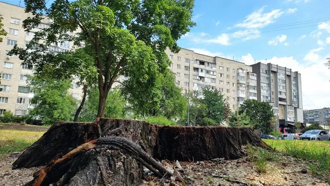 Тополі, клени і вербу: луцькому сквері зрізають дерева (відео)