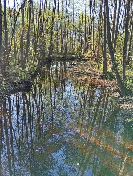 В мережі показали осінні світлини з річки Стохід (фото)