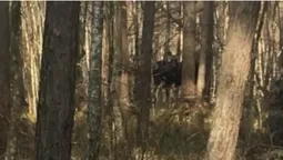 В нацпарку на Волині помітили лосицю з лосенятами (відео)