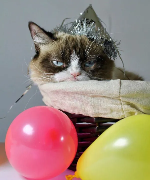 Знаменита в Instagram сердита кішка Grumpy Cat померла (фото)