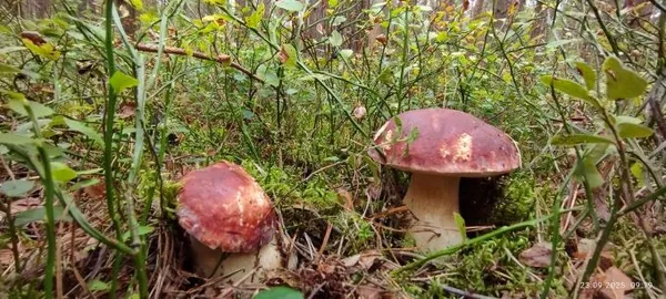 Ростуть купками: у лісі на Волині зібрали повний кошик боровиків (фото)