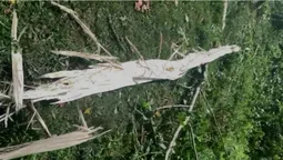 На Волині блискавка розбила дерево навпіл