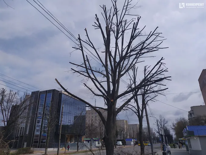У Луцьку на Молоді кронували дерева (фото)