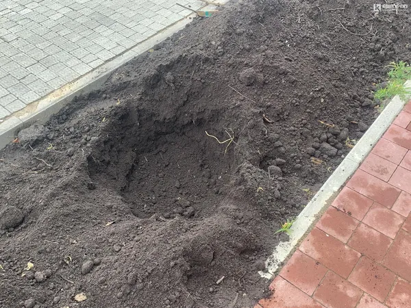 На проспекті Волі у Луцьку почали висаджувати дерева (фото)