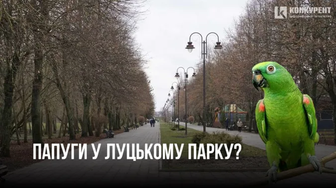 Чому у луцьких парках немає папуг і коли вони з'являться (фото)