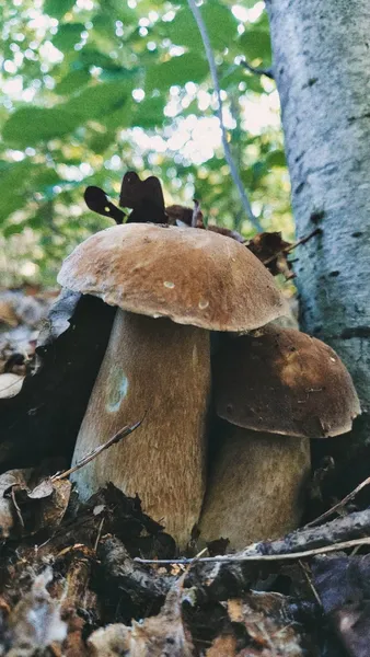 У яких лісах Волині вже завершується грибний сезон (фото)