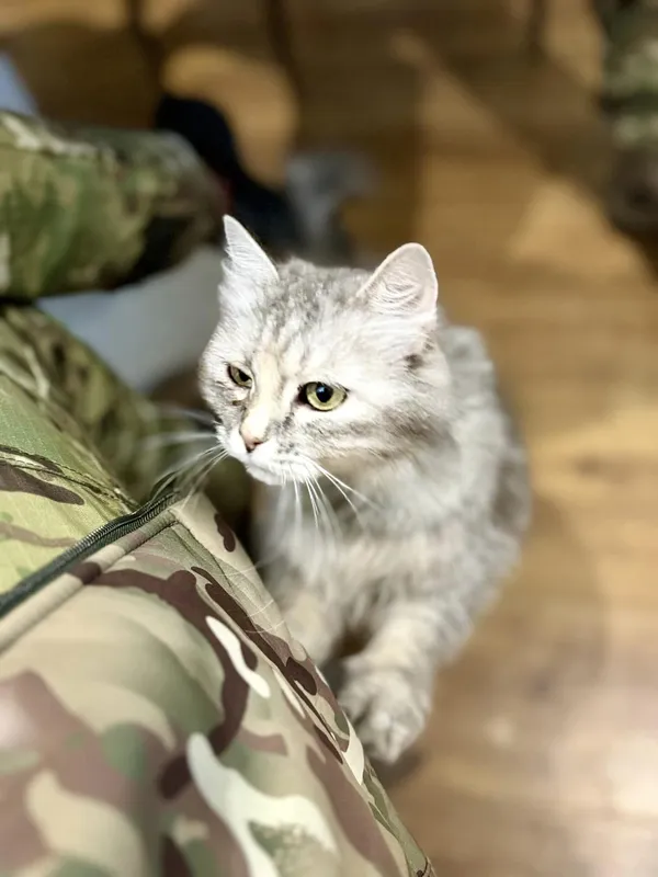 Показали чотирилапих «бійців», які живуть з волинськими поліцейськими на фронті (фото)