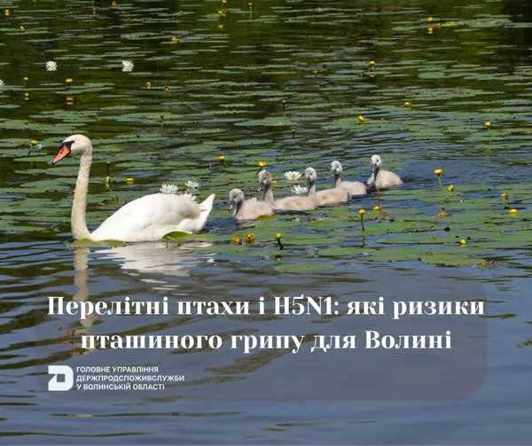 На півночі Волині – високий ризик зараження пташиним грипом (фото)