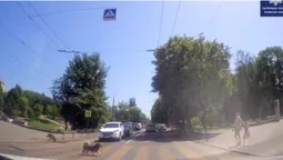 Кумедно, але відповідально: собака показав, як треба переходити дорогу в Луцьку (відео)