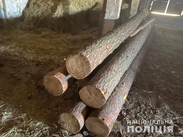 Понад 20 колод сосни: на Волині виявили незаконну пилораму (фото)