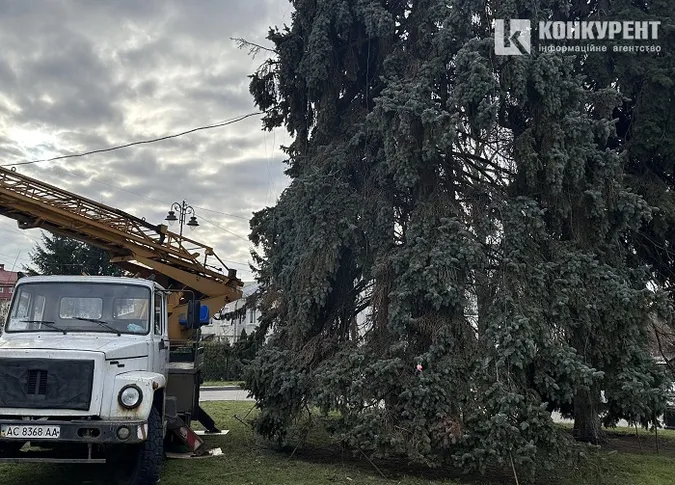 Якою буде головна ялинка Луцька і коли її засвітять