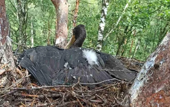 Через аномальну погоду гніздування неуспішне: у нацпарку на Волині закільцювали одне рідкісне пташеня