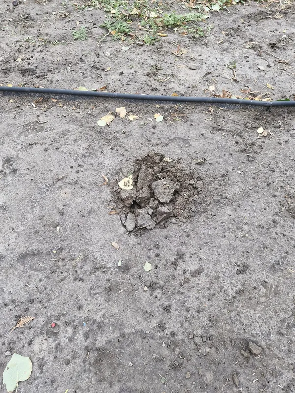 У Луцьку біля дитячої поліклініки знову покрали троянди: цього разу майже десяток кущів (фото)