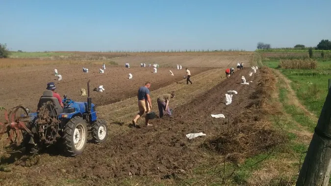 Чи вродила цьогоріч на Волині картопля і скільки коштуватиме