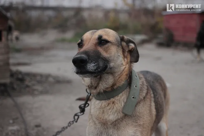 Їм дуже бракує уваги: лучан кличуть няшкати песиків на КП «Ласка» (фото)