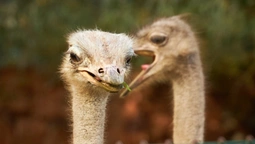 Луцький зоопарк показав своїх пернатих красунчиків