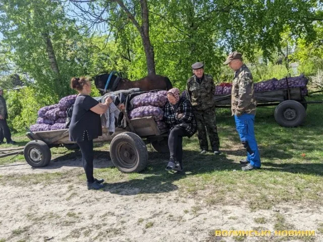 У селах на Волині практично за безцінь здають картоплю (фото)