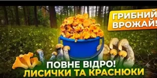 Білі, лисички та рижики: у лісах на Волині збирають повні відра грибів (фото, відео)