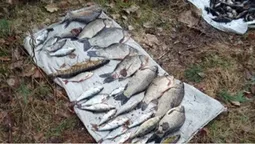 У нацпарку на Волині чоловік під час нересту наловив сітками рибу на 120 тисяч (фото)