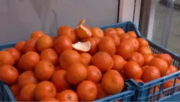 Чи зросли ціни на мандарини у Луцьку перед різдвяними святами (відео)