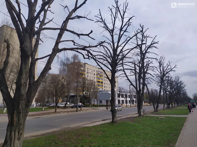 У Луцьку на Молоді кронували дерева (фото)
