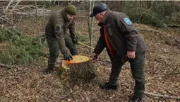 Замість лісу – понад 300 пнів: на Волині виявили незаконну вирубку (фото)