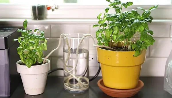 Як вберегти кімнатні рослини від засихання, якщо їдете у відпустку