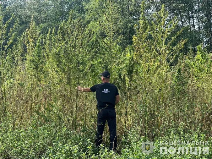 На Волині викрили «конопельного барона»: заробляв по 100 тисяч на місяць (фото, відео)