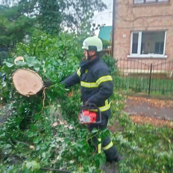 У Луцьку в Старому місті дерево впало на припарковане авто (фото)