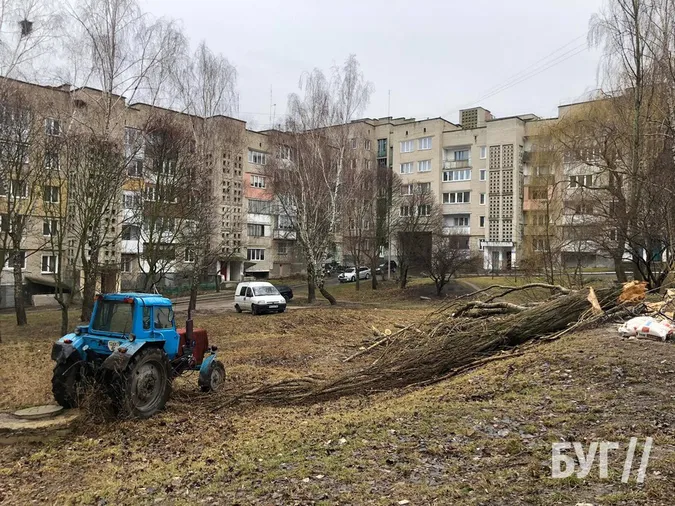 Карма: у Нововолинську суха тополя впала на авто, припарковане у «зеленій» зоні (фото, відео)