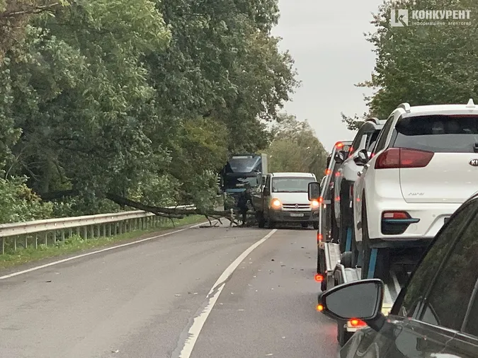 На трасі під Луцьком дерево впало на автівку (фото)