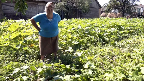 Як село на Волині стало огірковою столицею (відео)
