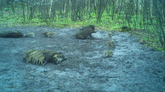 У «Цуманській пущі» камерам позували мешканці дикої природи (фото)